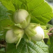 Hazel / Corylus Avellana