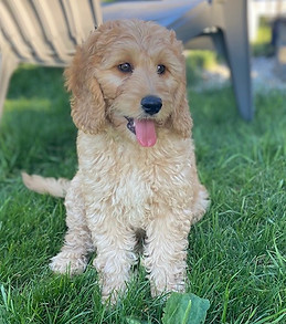 Rosie 6.24.2021.jpg