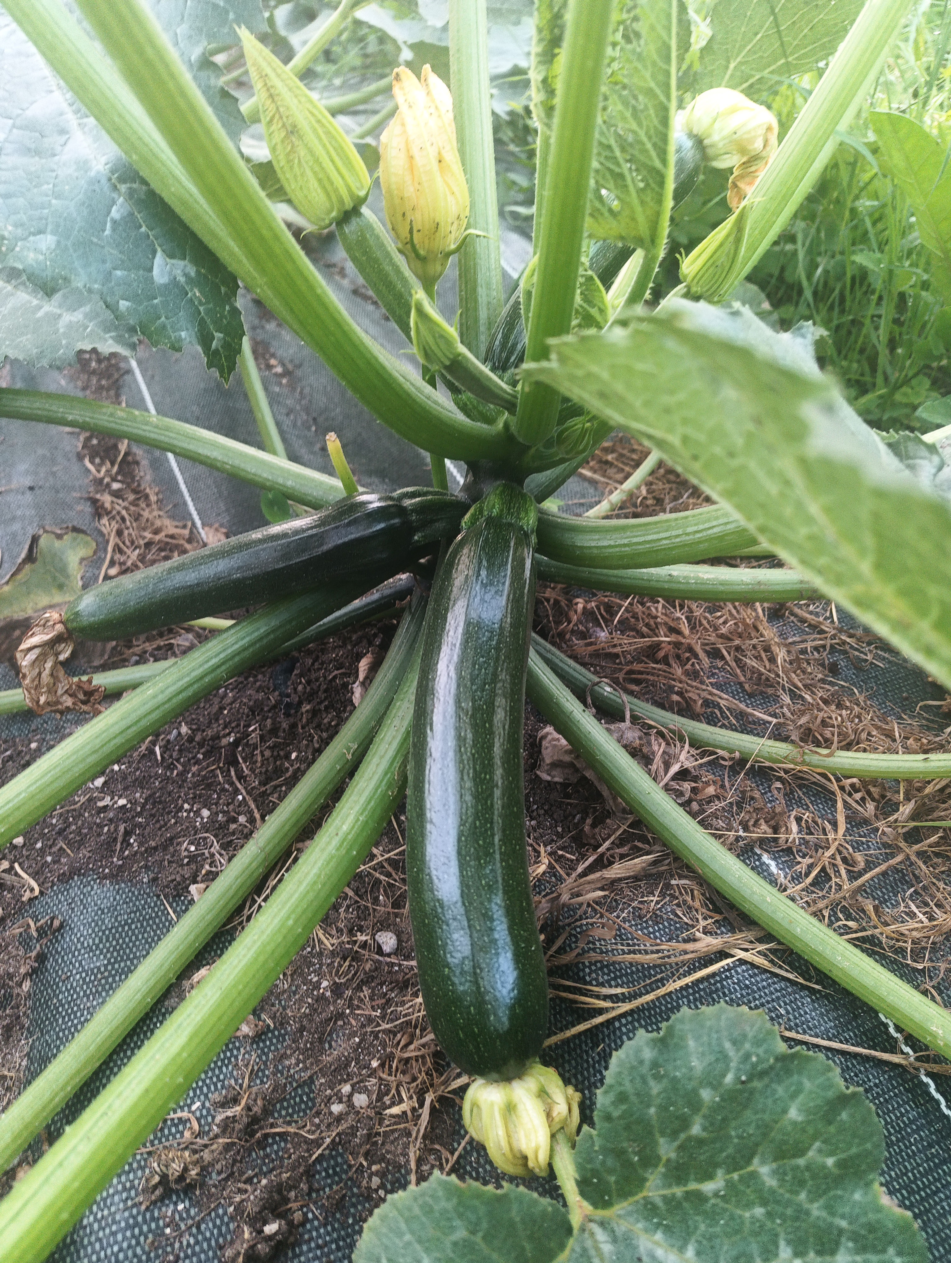 Courgette Bio