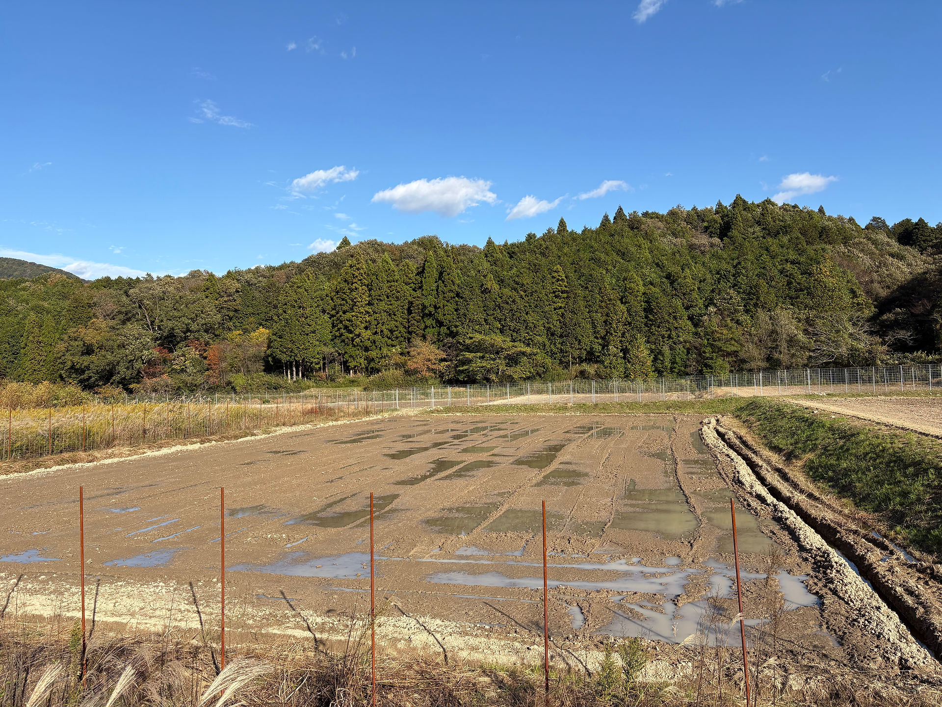 ずっと水浸し（播種直後、小麦はほぼ発芽しない）