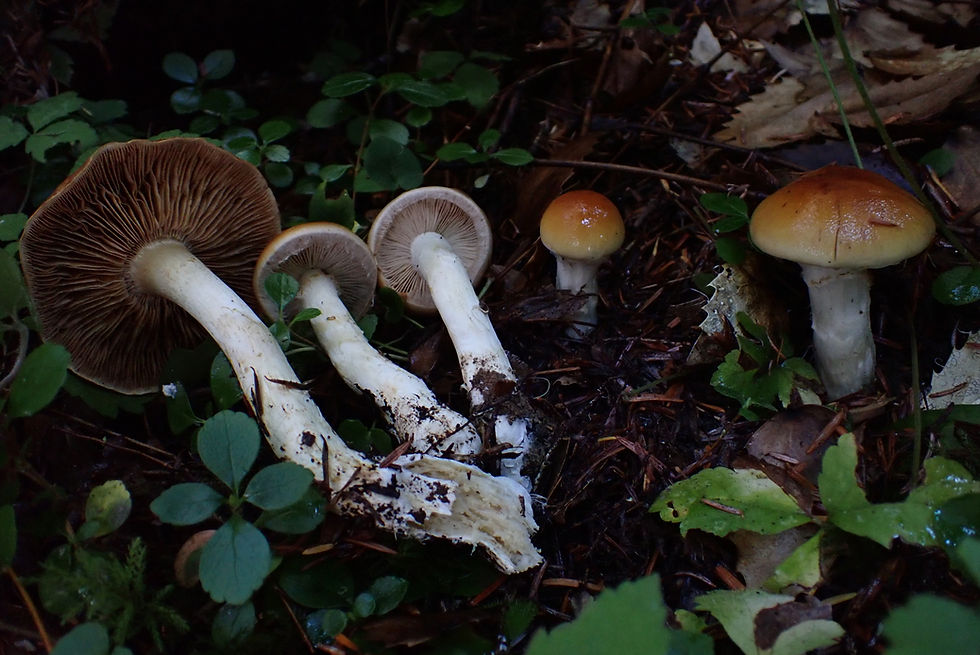 Phlegmacium variocracens Graham Steinruck.jpg