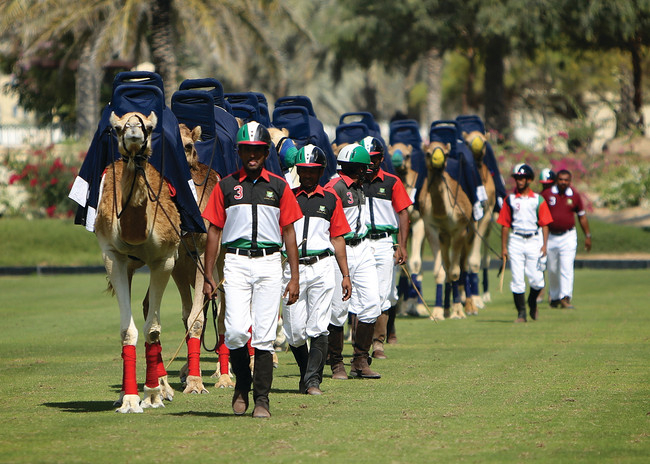 Camel Polo: An Arabian Twist on the King of Sports