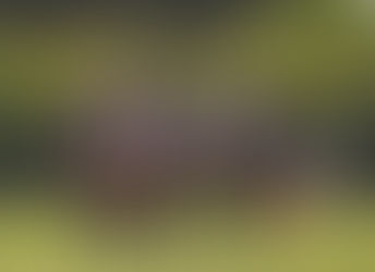 Changing Tides in Collegiate Polo