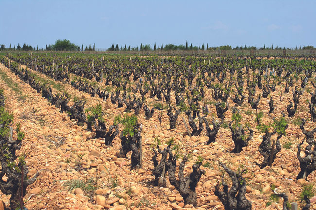 Blessed Wine: Châteauneuf-du-Pape