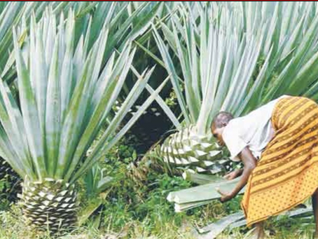 Nature’s Craft: The Enduring Value of Sisal Baskets