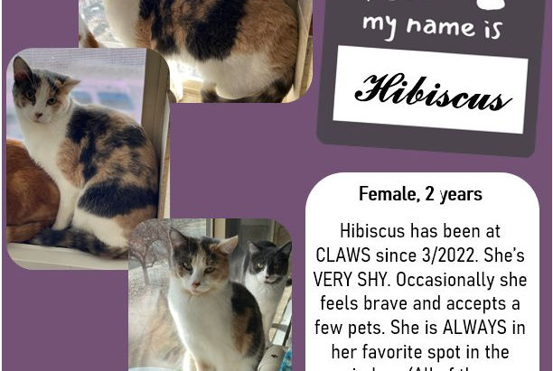 Hibiscus Blooms for Chief Cat!