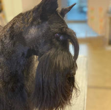 Scottish Terrier