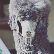 Standard Poodle Clouseau
