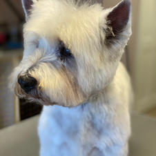 West Highland White
