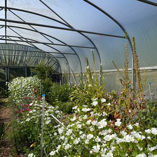 pollytunnel of flowers 