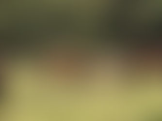 Horses grazing together in a green pasture on a quiet farm, showing relaxed body language and nervous system regulation in rescue horses.