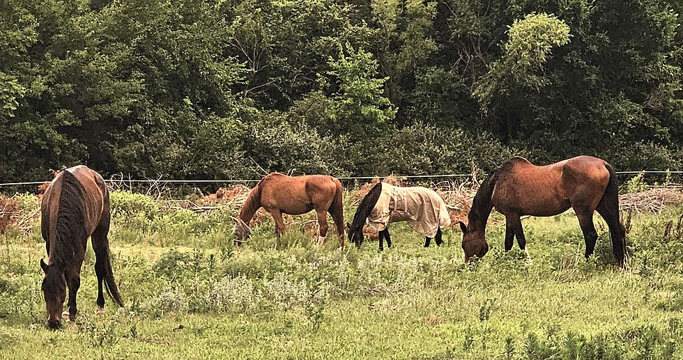 Horses grazing together in a green pasture on a quiet farm, showing relaxed body language and nervous system regulation in rescue horses.