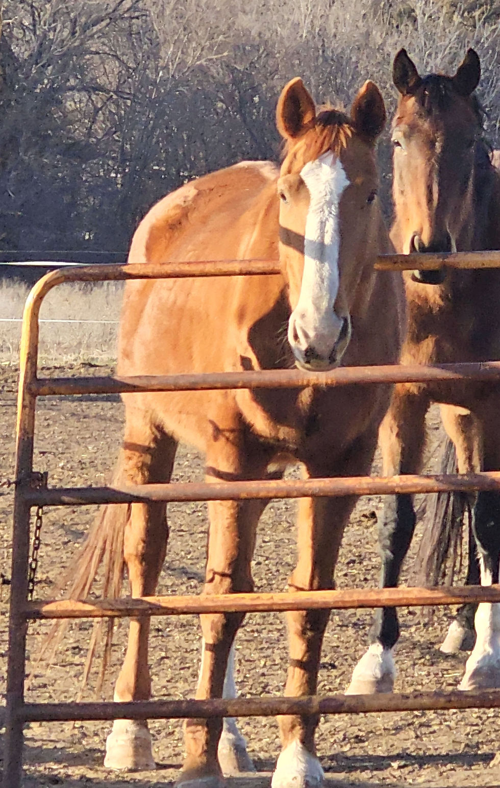 Chestnut horse Lilly standing at a metal pasture gate with another horse, Drixi, a bay horse, behind her in a farm paddock.