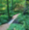 Oak%20savannah%20path_edited.jpg