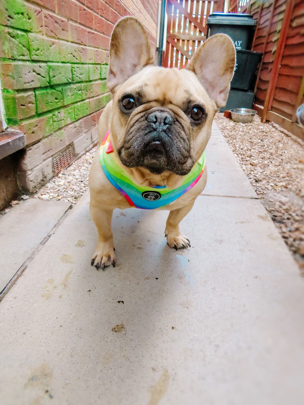Thumbnail: Happy Days Dog Harness