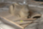 sculpting a hare