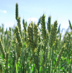 trigo brs pastoreio.jpg