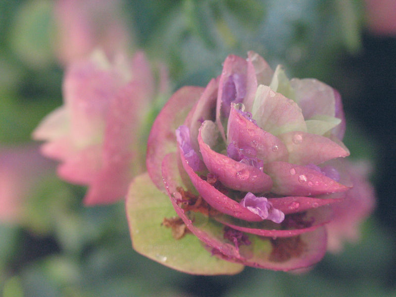 ornamental oregano