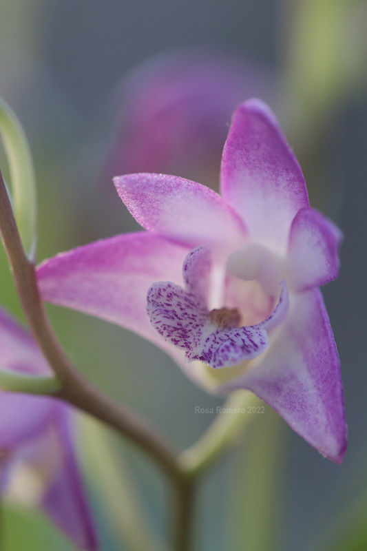 orchid