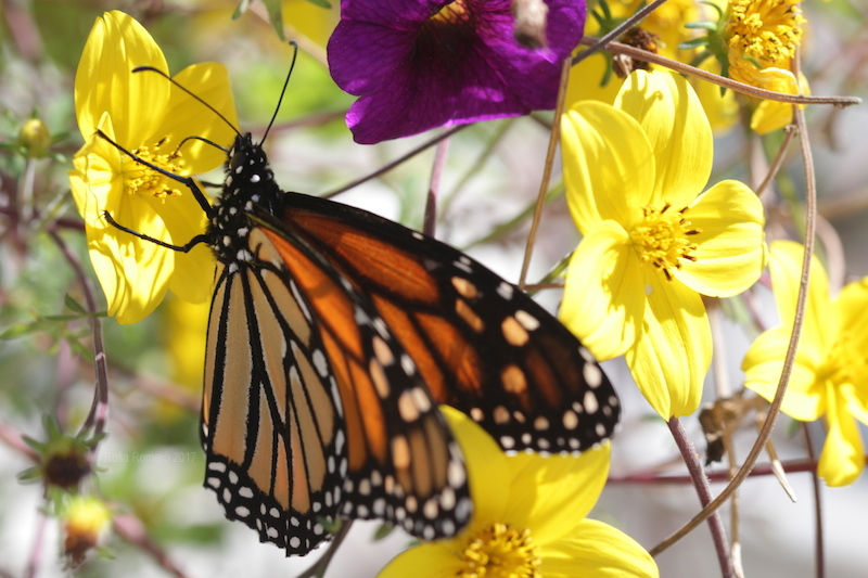monarch butterfly
