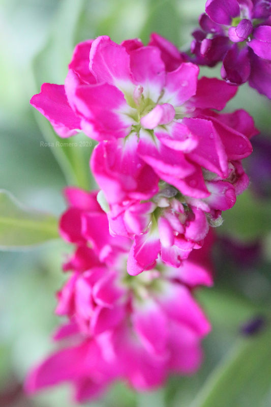 pink flowers