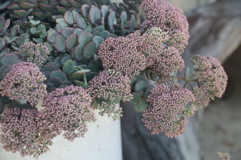 Sedum Sieboldii