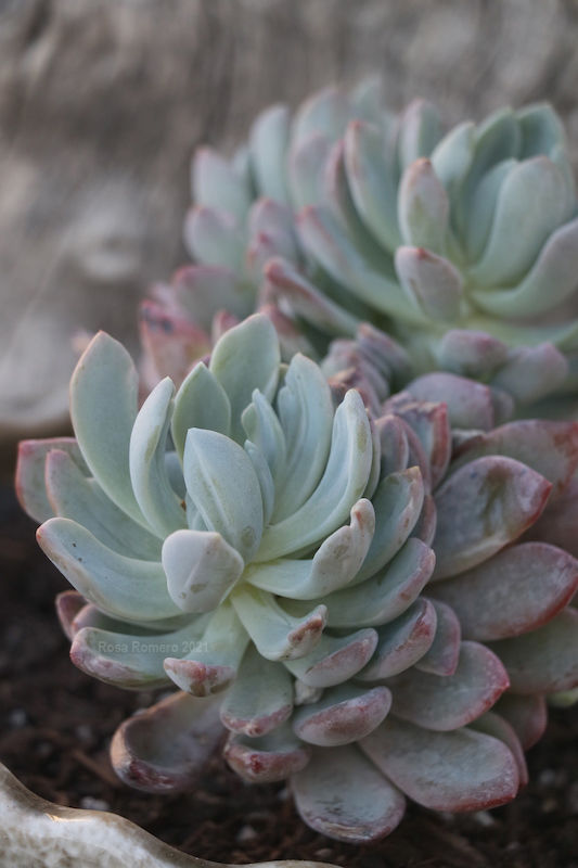 succulents