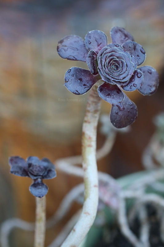 aeonium velour rosette