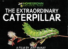 The Extraordinary Caterpillar Flyer.png