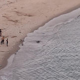 Tartaruga Marinha é Encontrada Morta na Orla do Janga Paulista