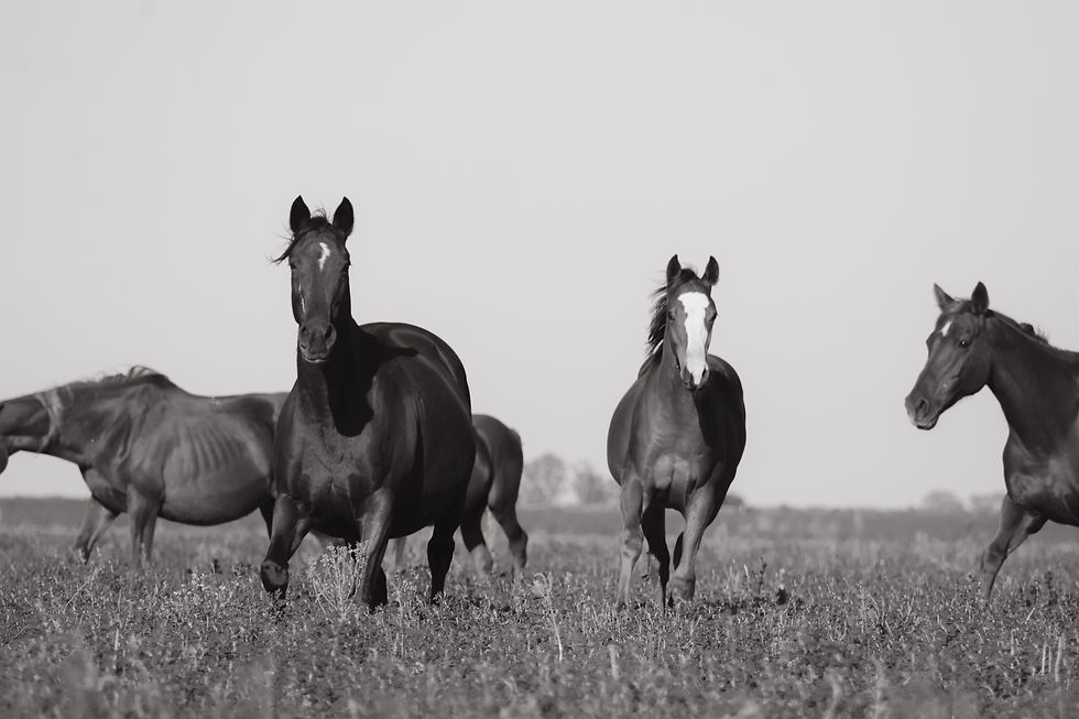 La Pampa 2023 0545.jpeg