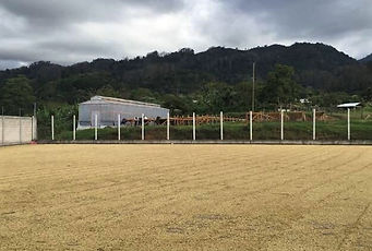 Grains de café vert Copan bio du Honduras