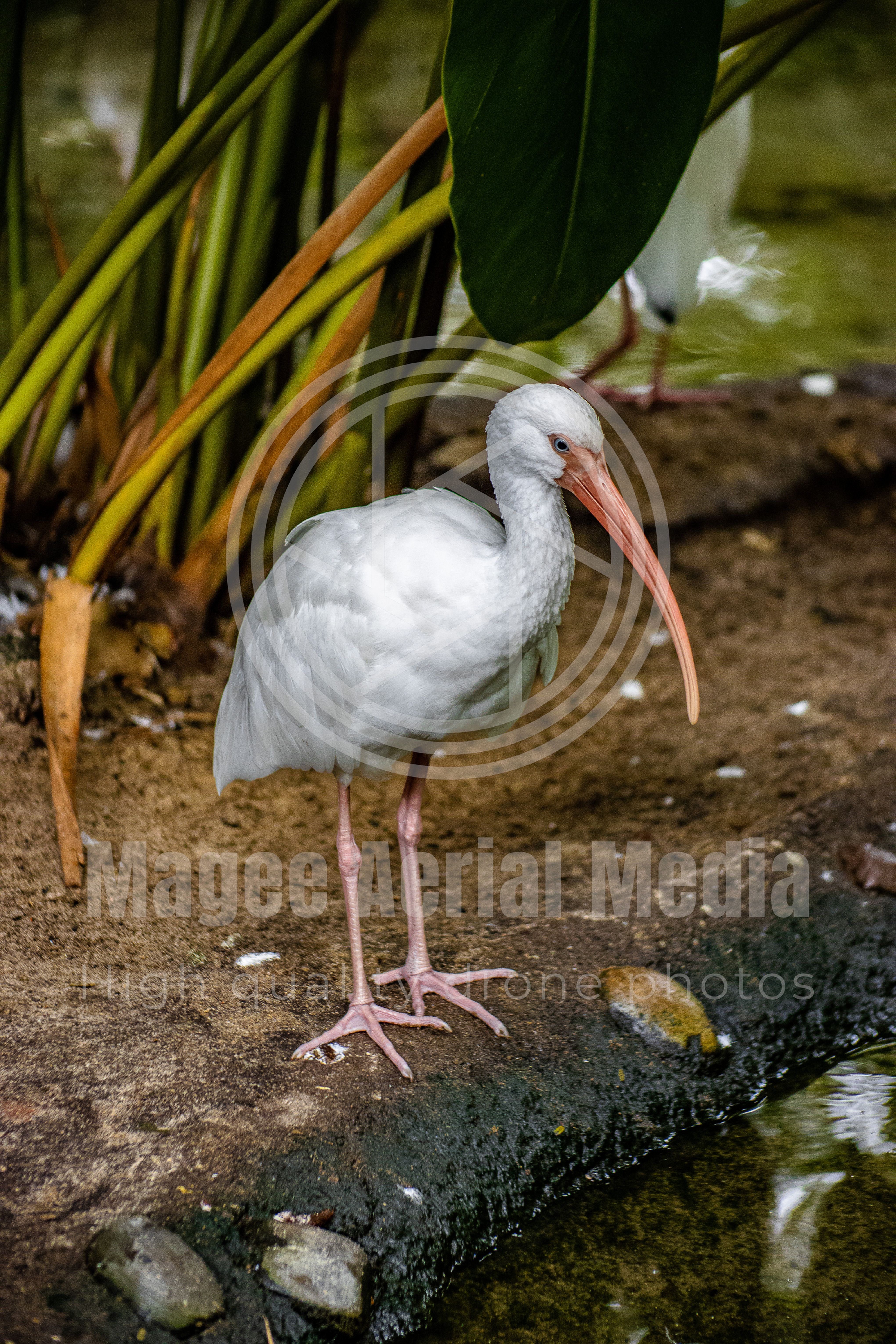 Wild American Ibis Print 8.5x11