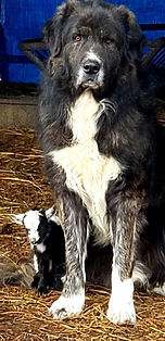 Tink and Tess' sire, Sam