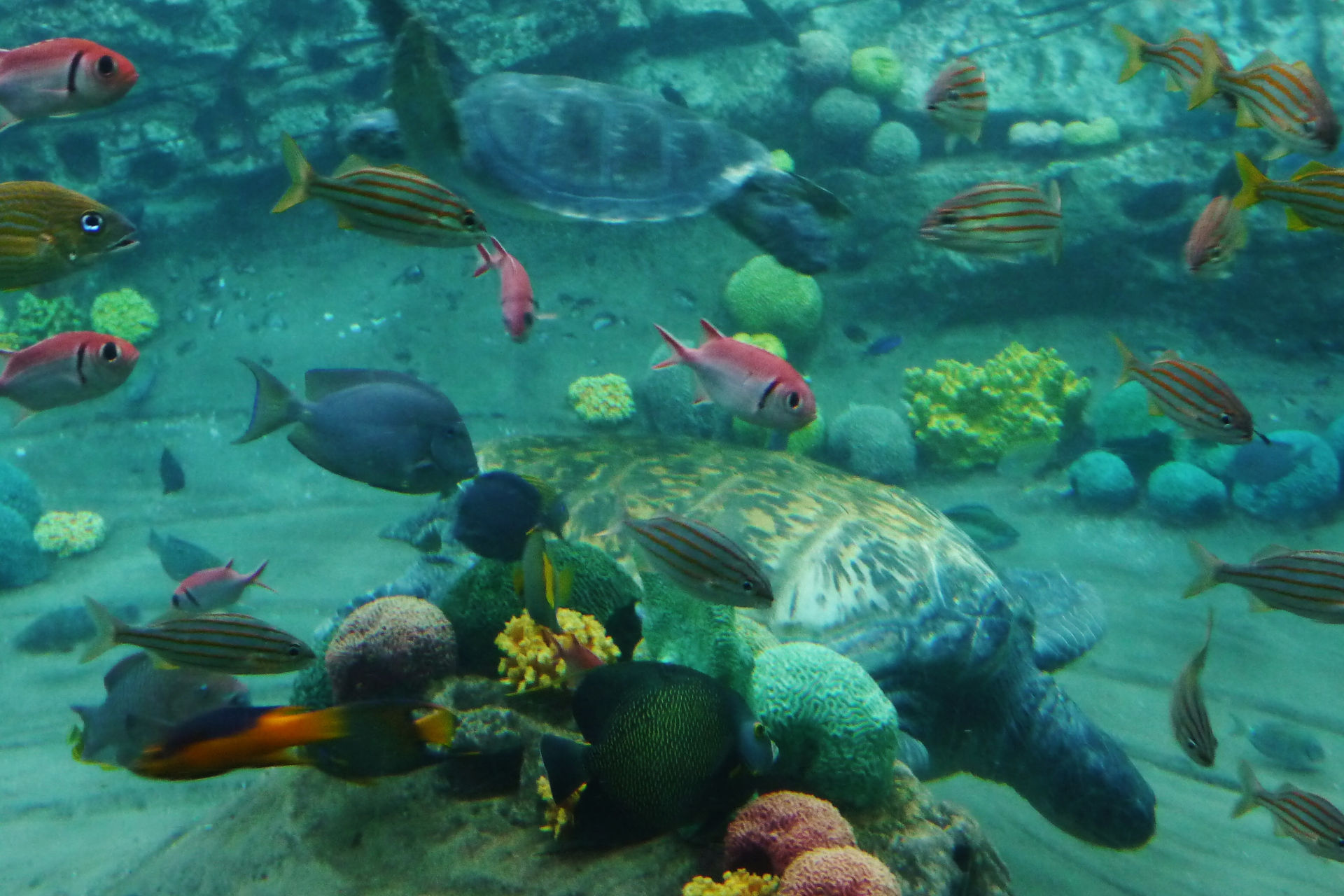 The Turtle Tank
