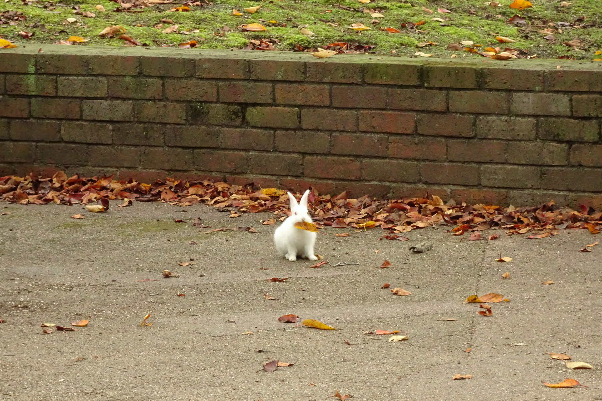 Rabbit Island