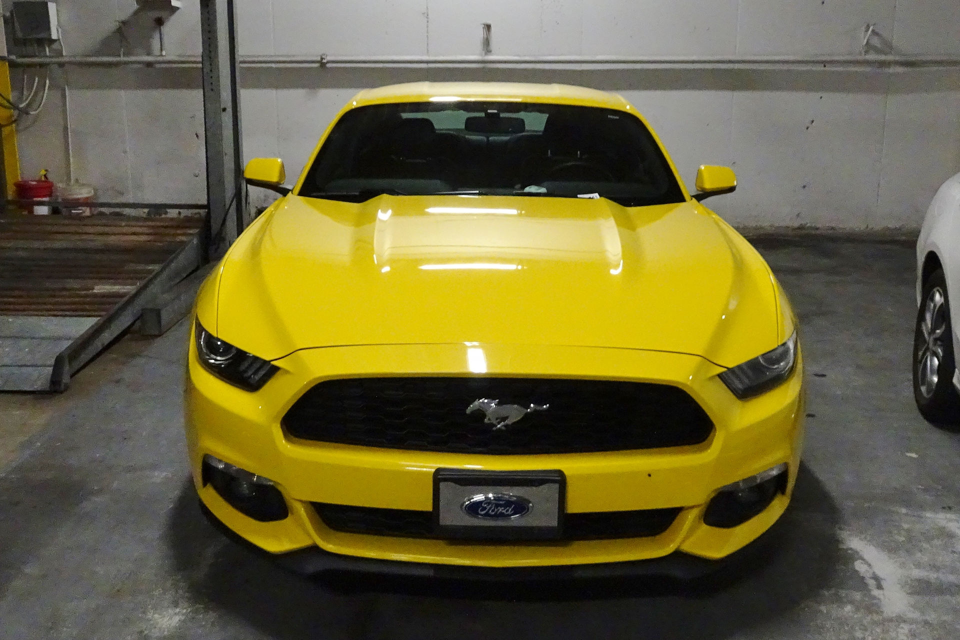 Mustang