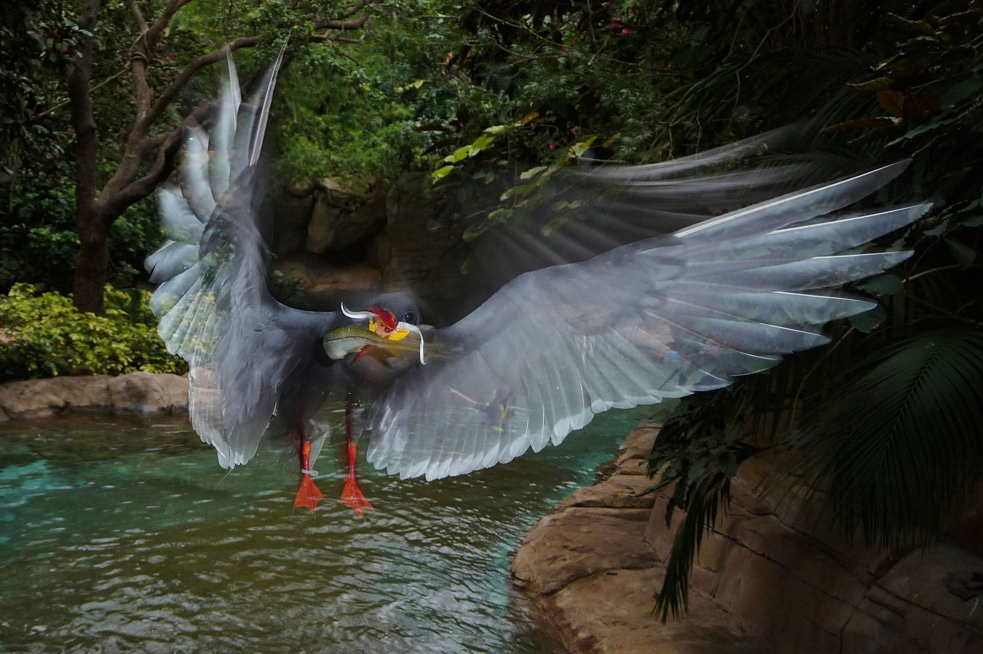 Inca Tern