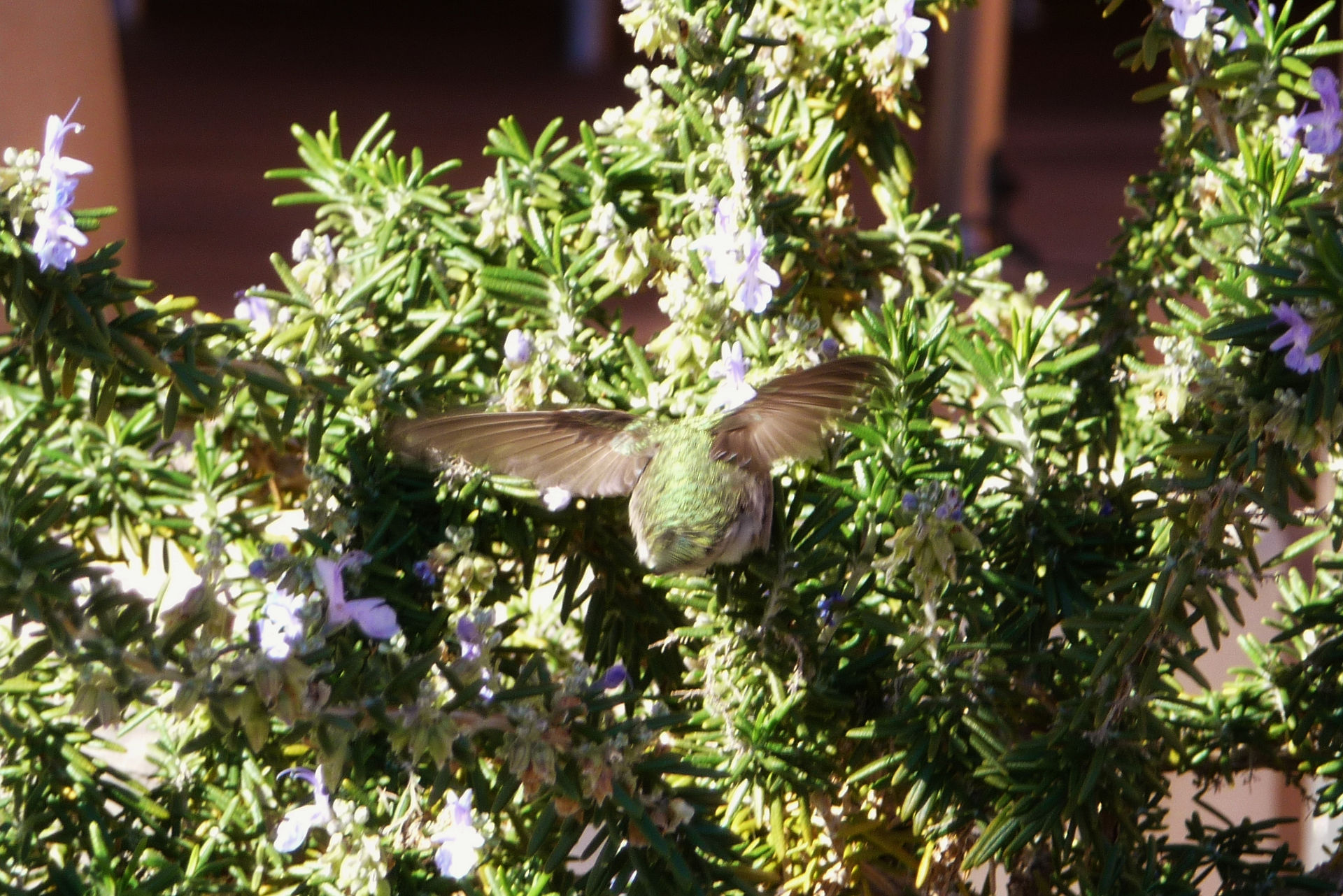 Humming Bird