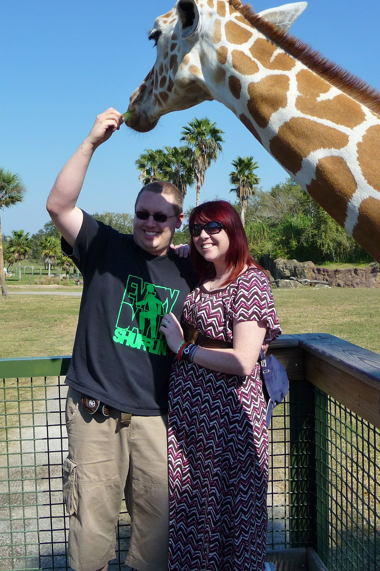 Feeding Giraffes