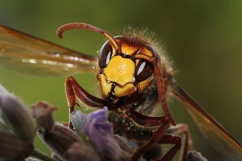 melanimarfeld-hornet-4620579_1920.jpg