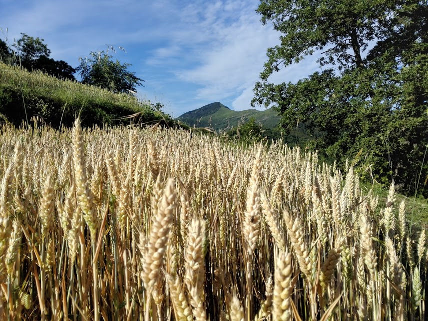grano