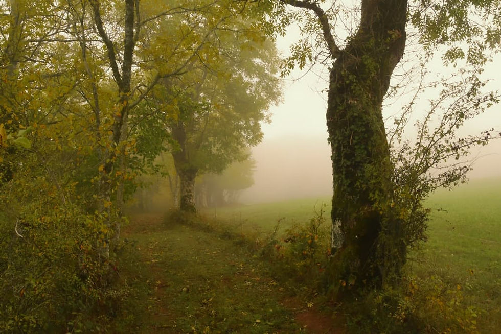 foret brouillard nature