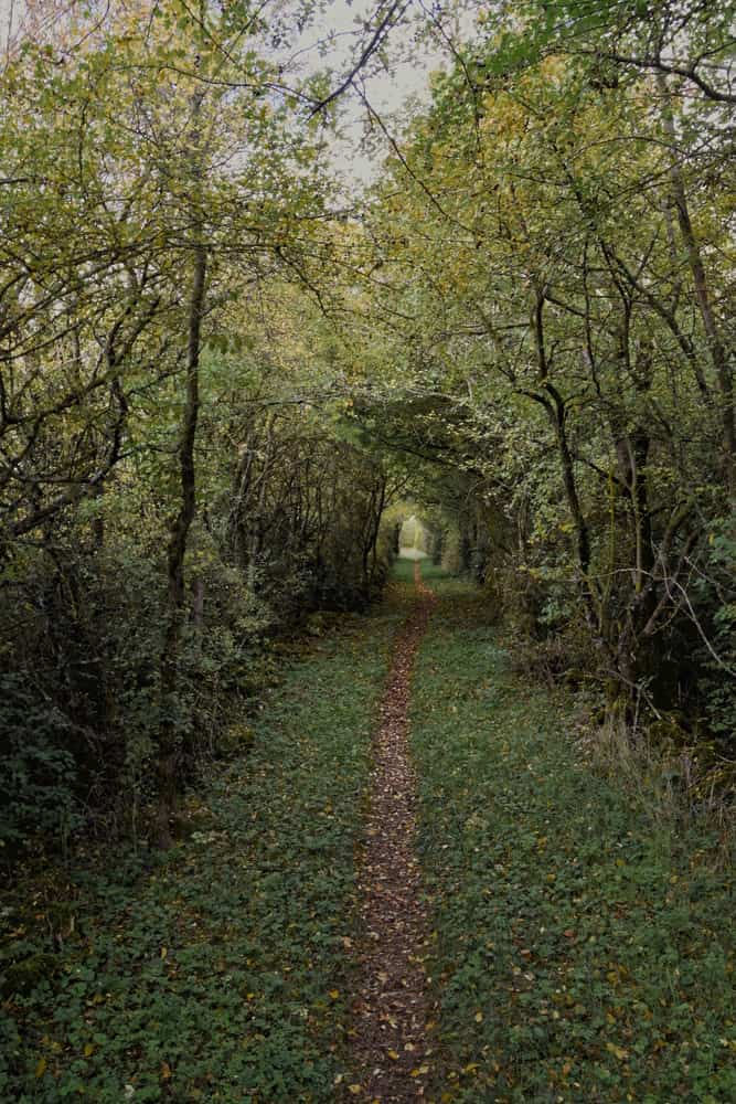 chemin haie verdure randonnée
