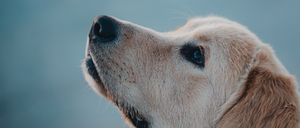 Kommunikation mit dem Hund