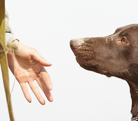 Eine Hand zeigt einem Hund an, wo er laufen soll.
