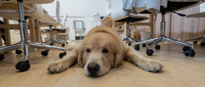 Der Hund im Home-Office