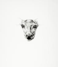 Deer 2