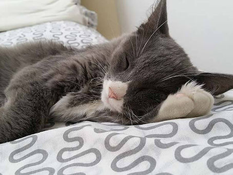HOW CAT NAPS AFFECT YOUR MOOD AND MEMORY