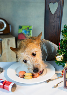 Tesco dog treat macaroon Christmas photoshoot for Tesco